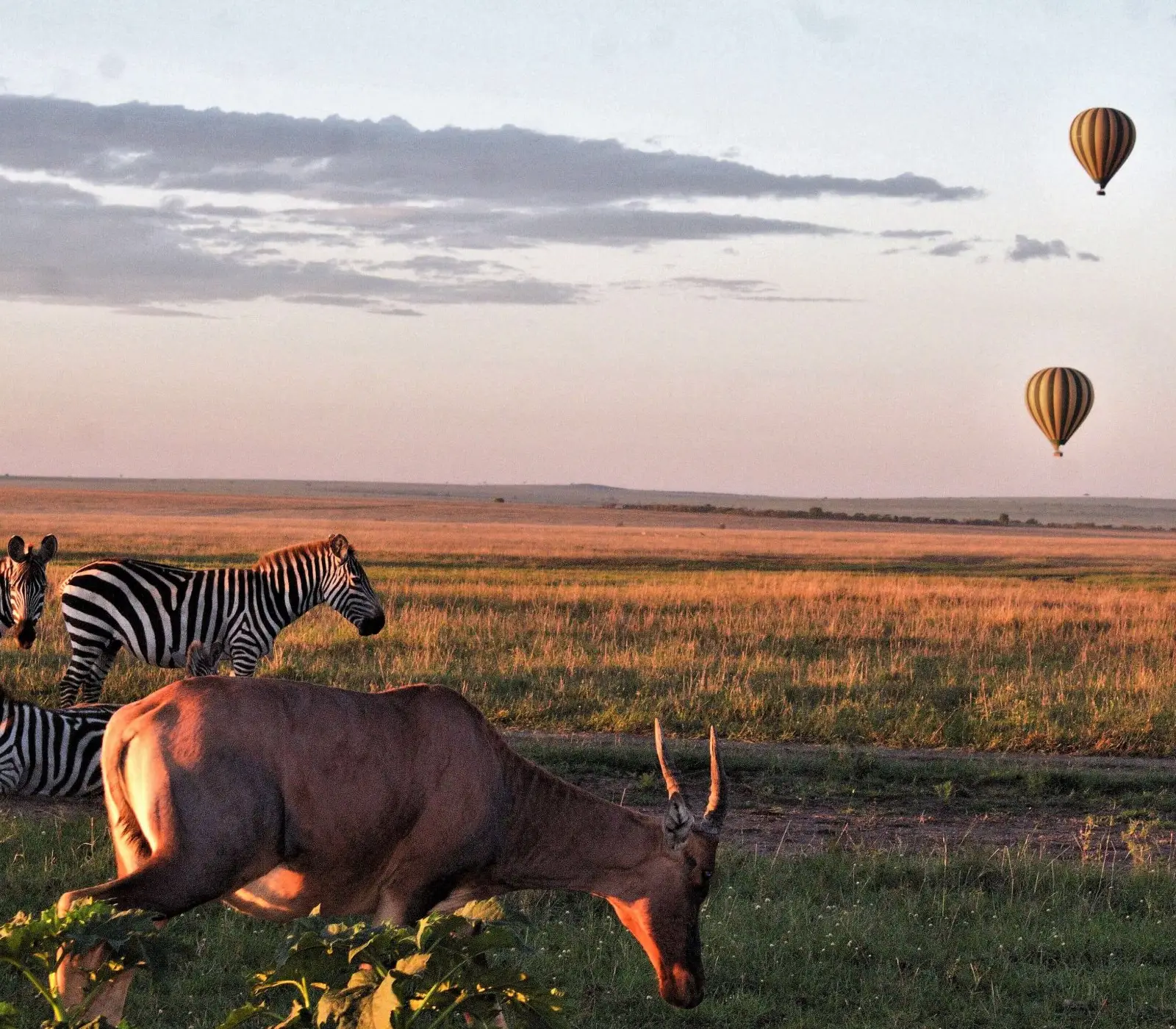 Serengeti National Park Day Trip Attraction
