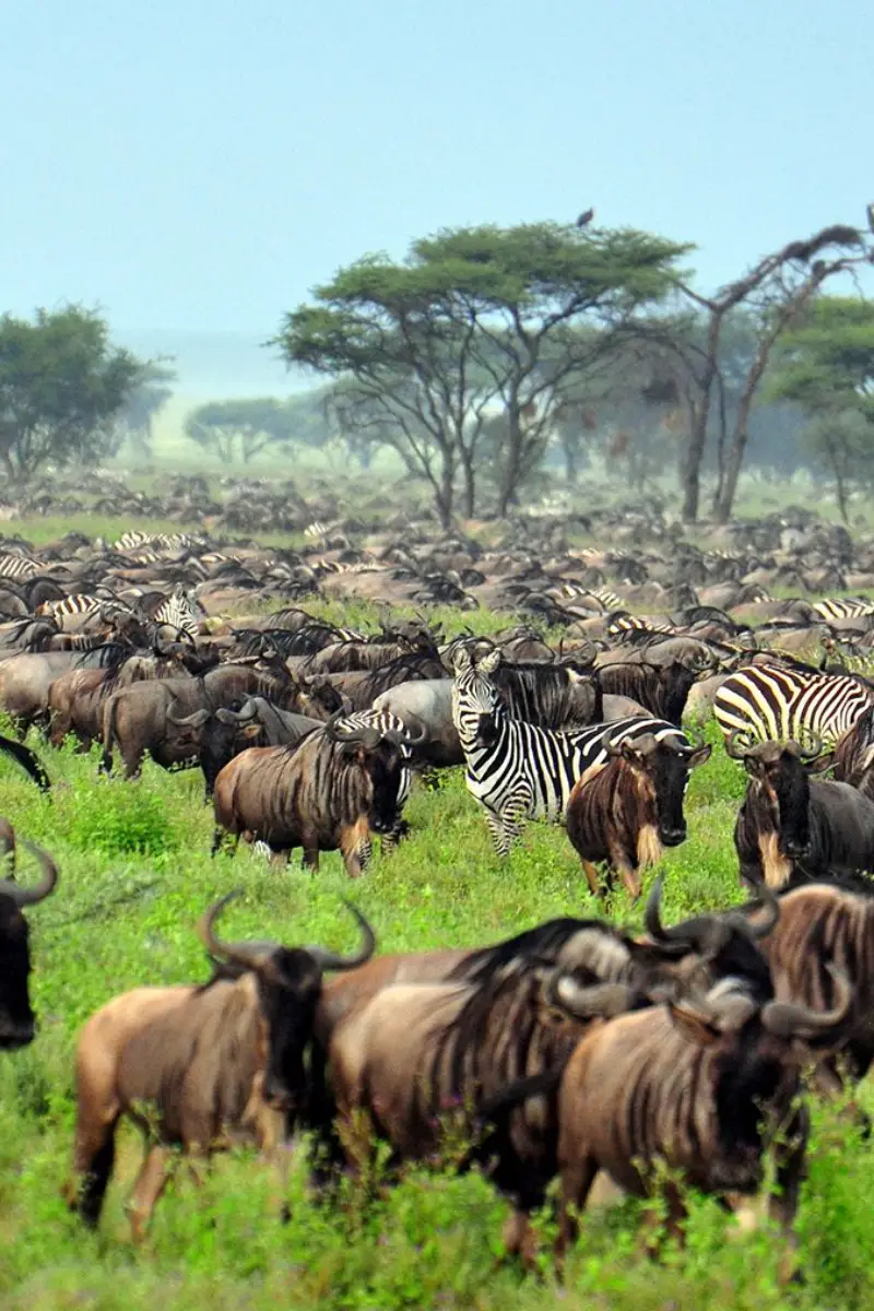 Serengeti National Park Day Trip