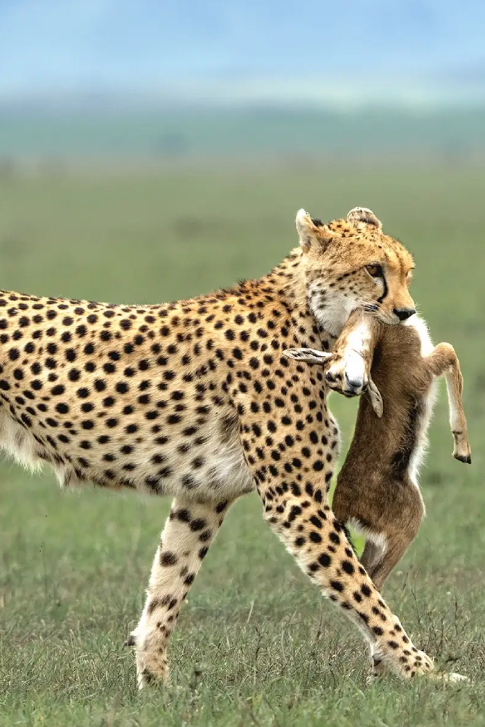 Tanzania Destinations Serengeti National Park