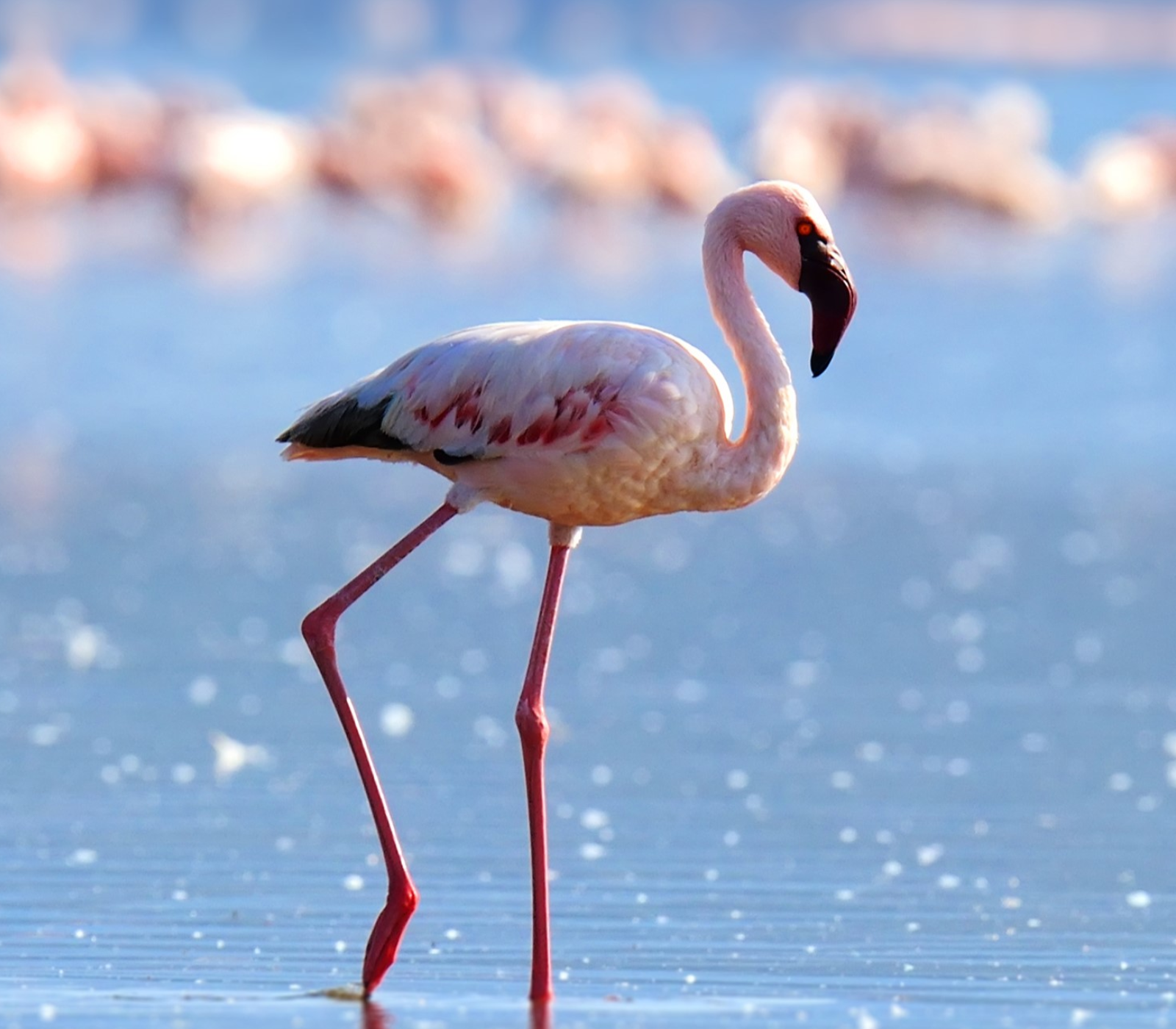 Lake Manyara Flamingo