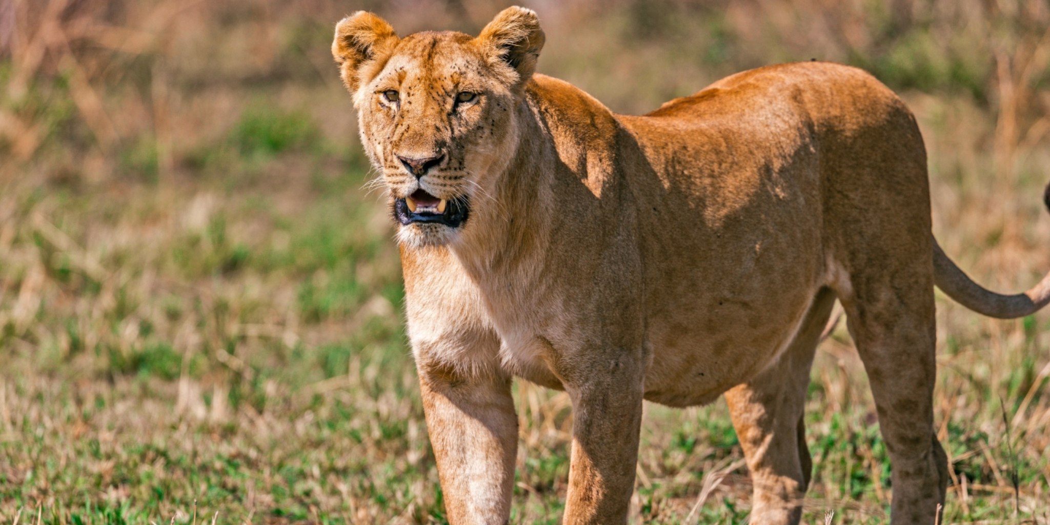 Tanzania Safari Cost