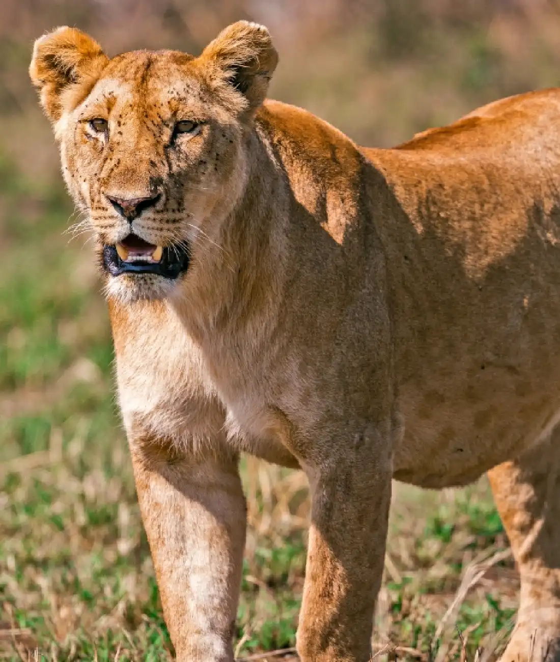 Masai Mara National Reserve