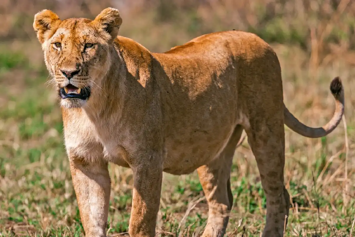 Tanzania Safari Cost