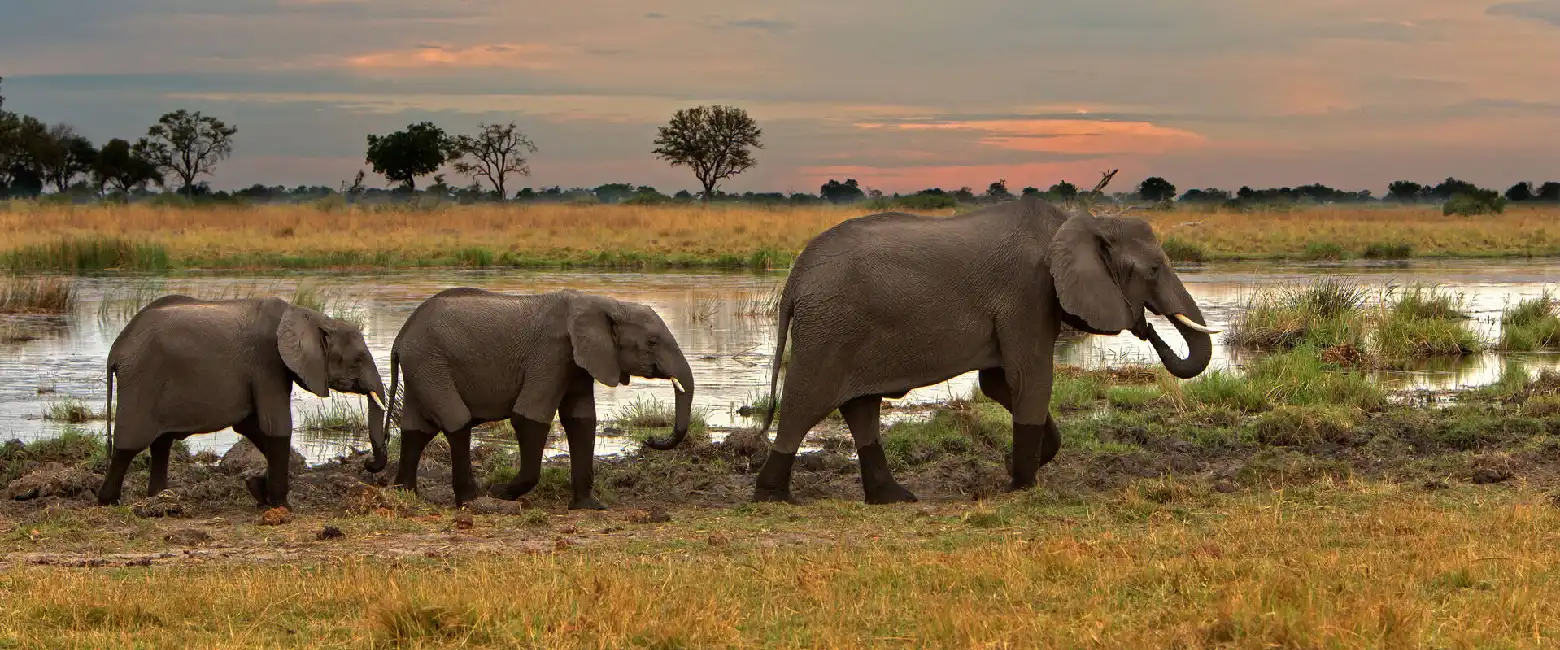 Tanzania Safari Faqs Tracking