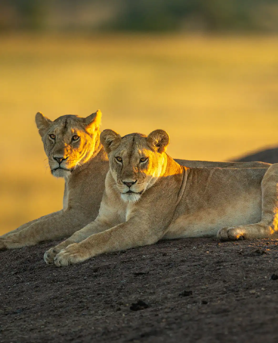 Tanzania Safari Faqs