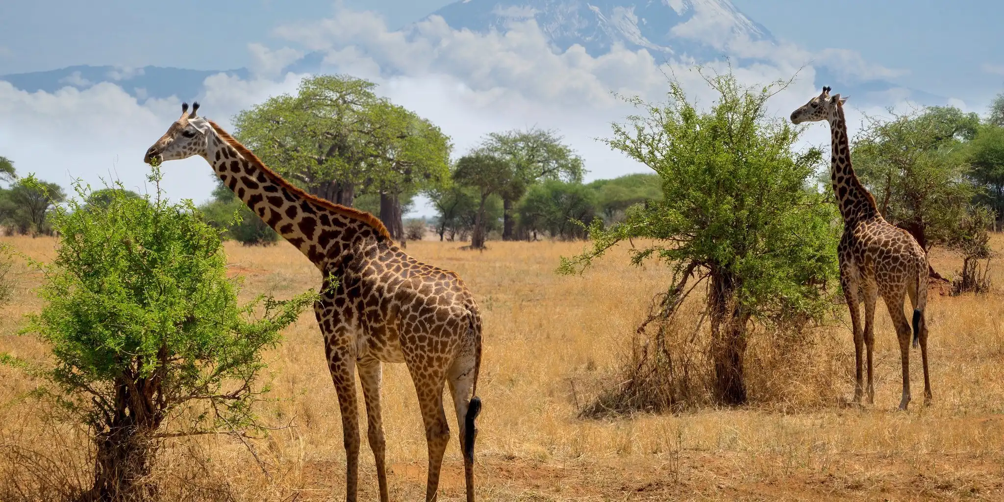 Tanzania Safari Faqs