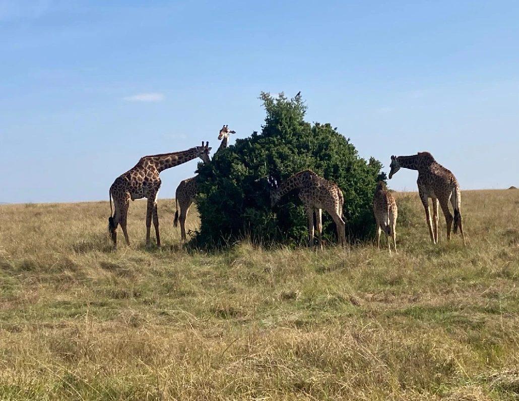 Ngorongoro Crater View