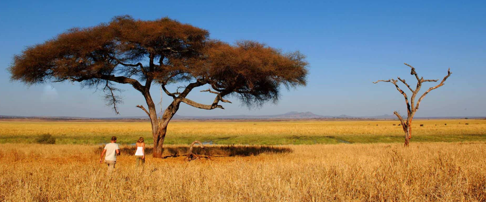 Tarangire National Park Area