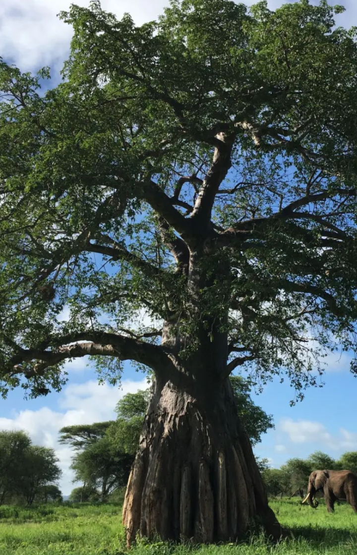 Tarangire National Park Baobab & Birding Circuit