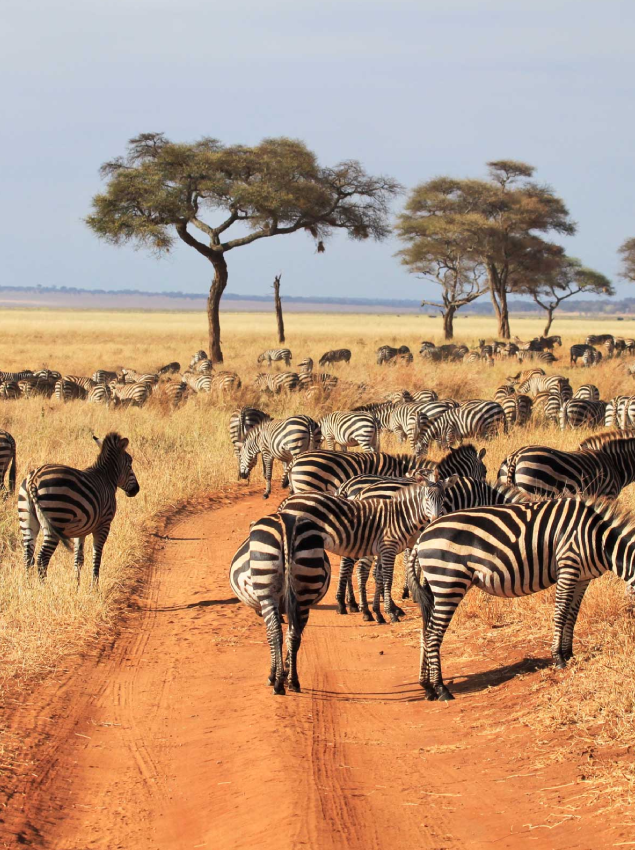 Wet Season in Tarangire National Park