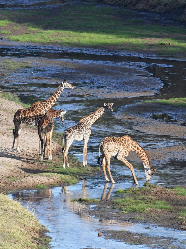 Dry Season in Tarangire National Park