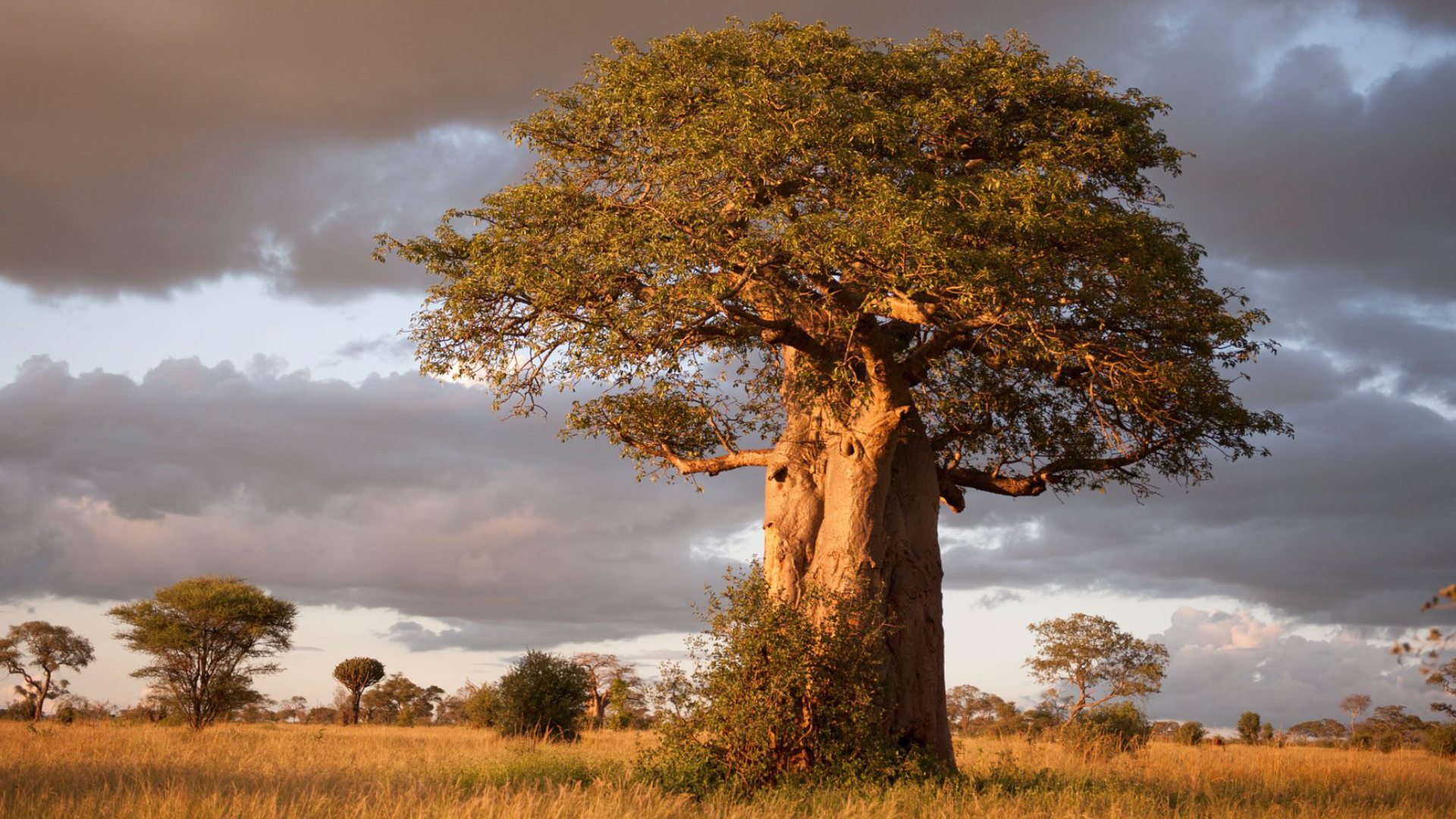 Tarangire National Park Baobab Tree