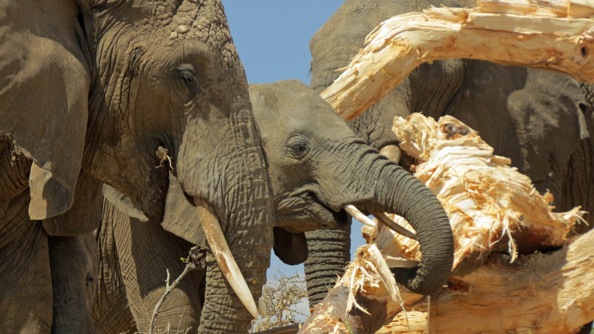 Tarangire National Park Elephants