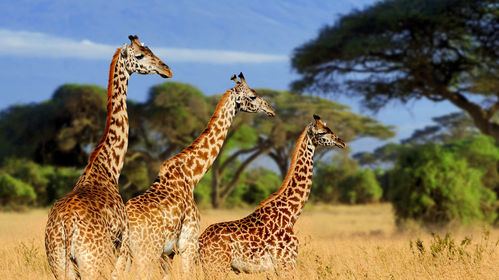 Tarangire National Park Wildlife Viewing