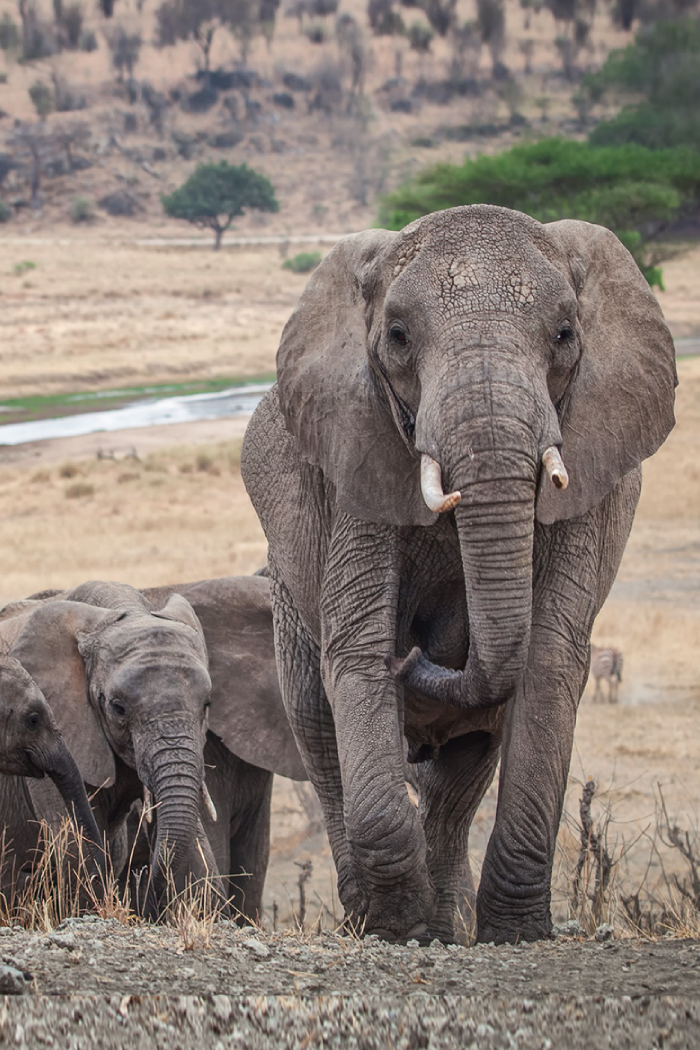 Tanzania Destinations Tarangire National Park