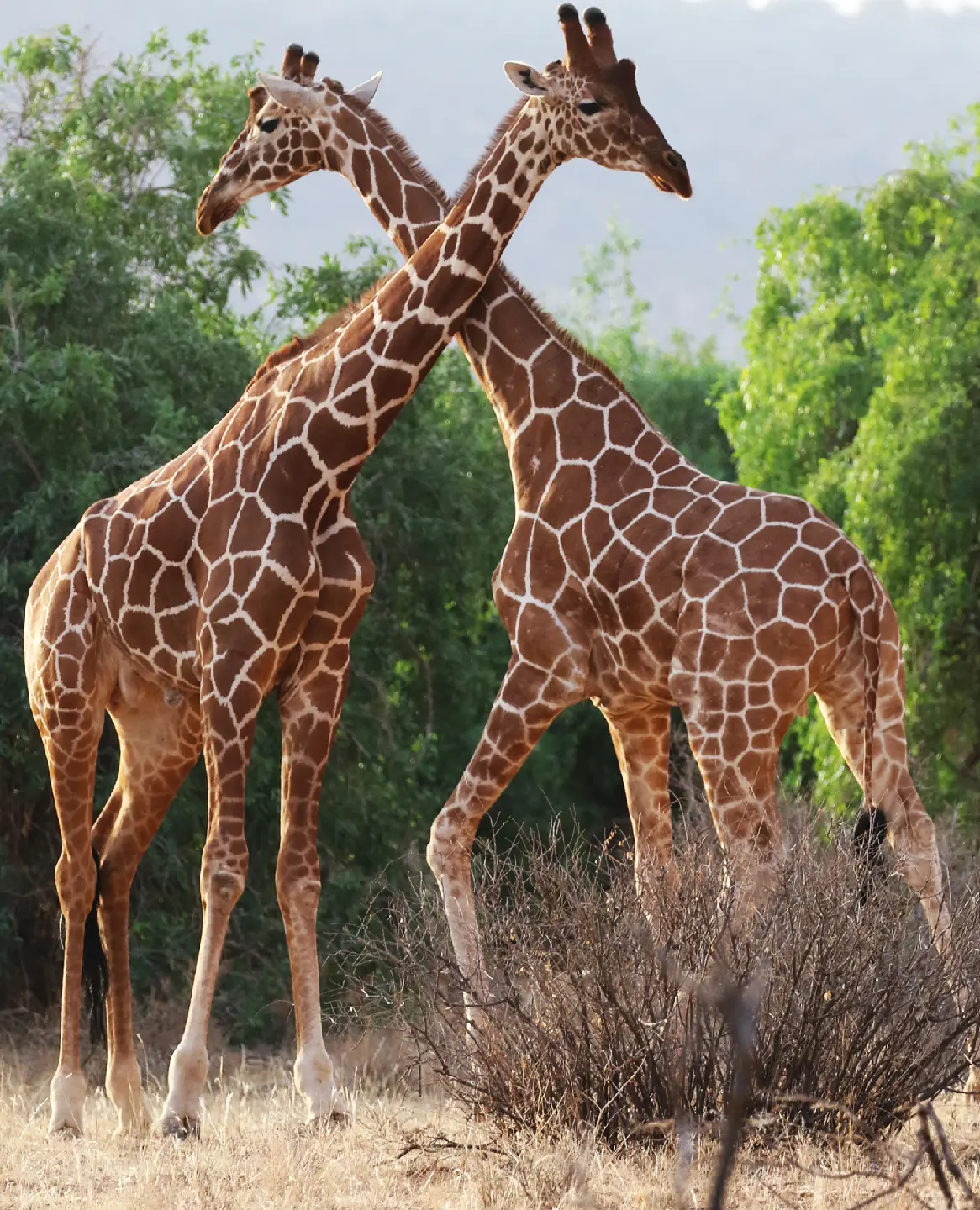 Things to Do in Kenya Attraction