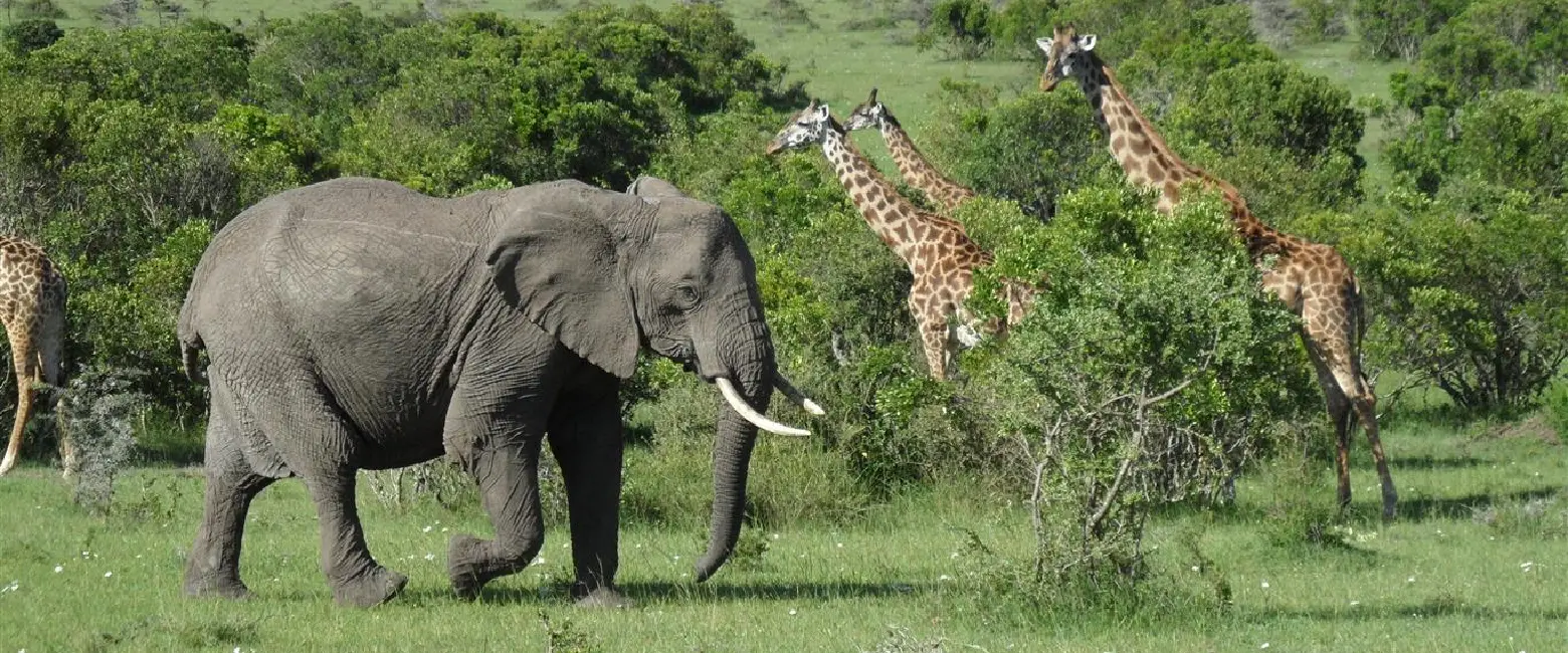 Things to Do in Kenya Wildlife