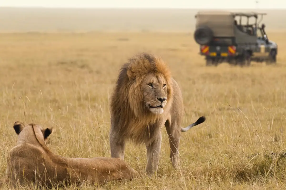 Kenya Travel Guide Things To Do In Kenya