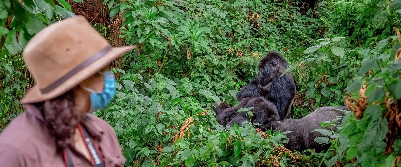 Things to Do in Rwanda WildLife