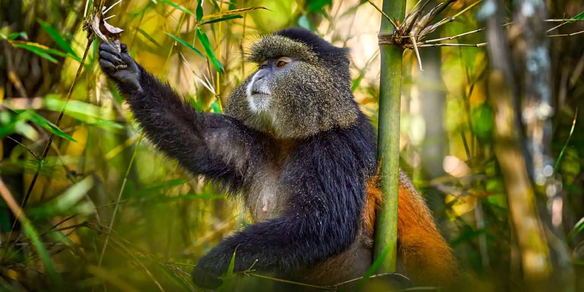 Things to Do in Rwanda