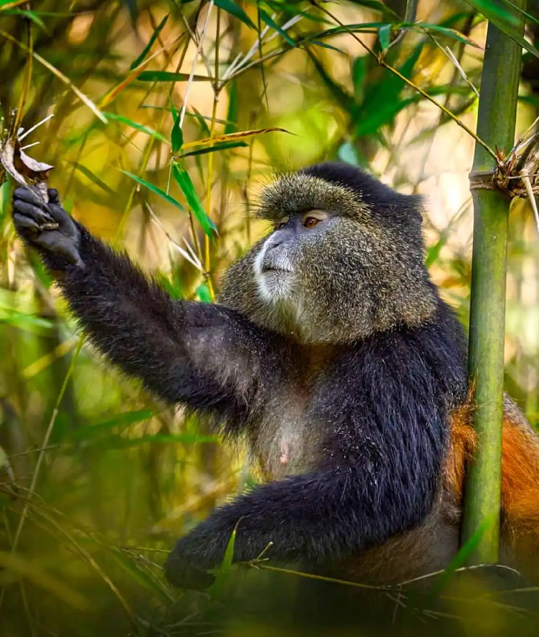 Things to Do in Rwanda