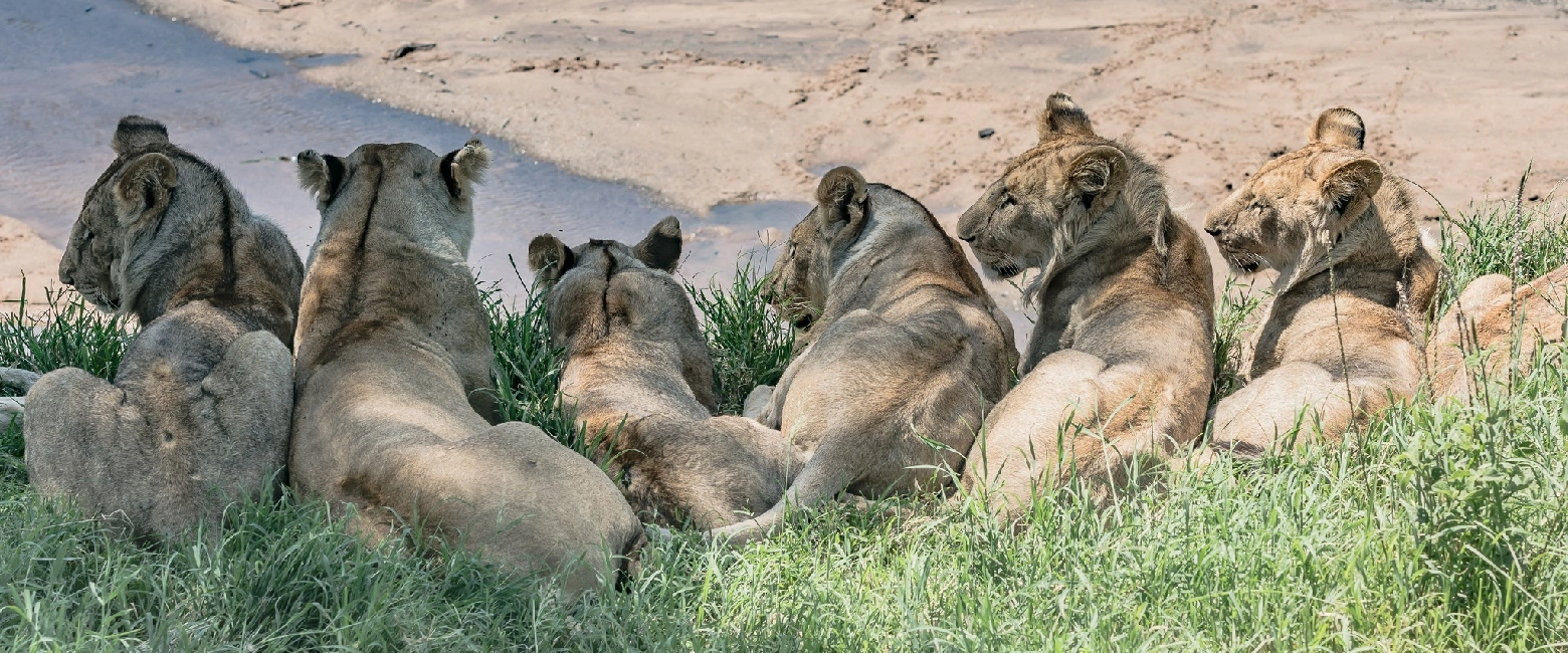 Tsavo East National Park Wildlife