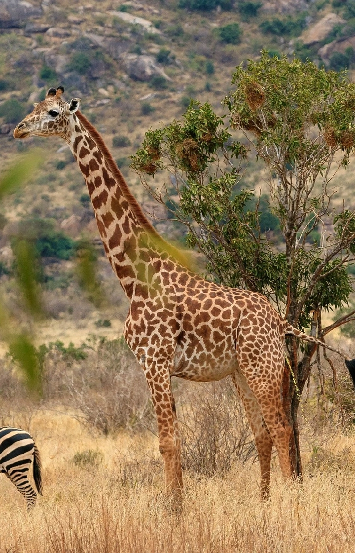 Tsavo East National Park Nature Walks and Exploration