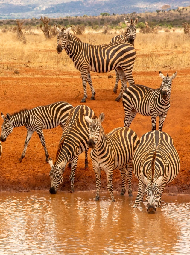 Tsavo East National Park Dry Season