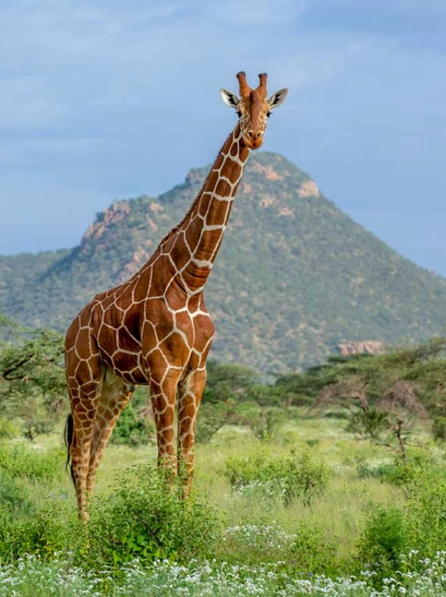Tsavo East National Park Wet Season