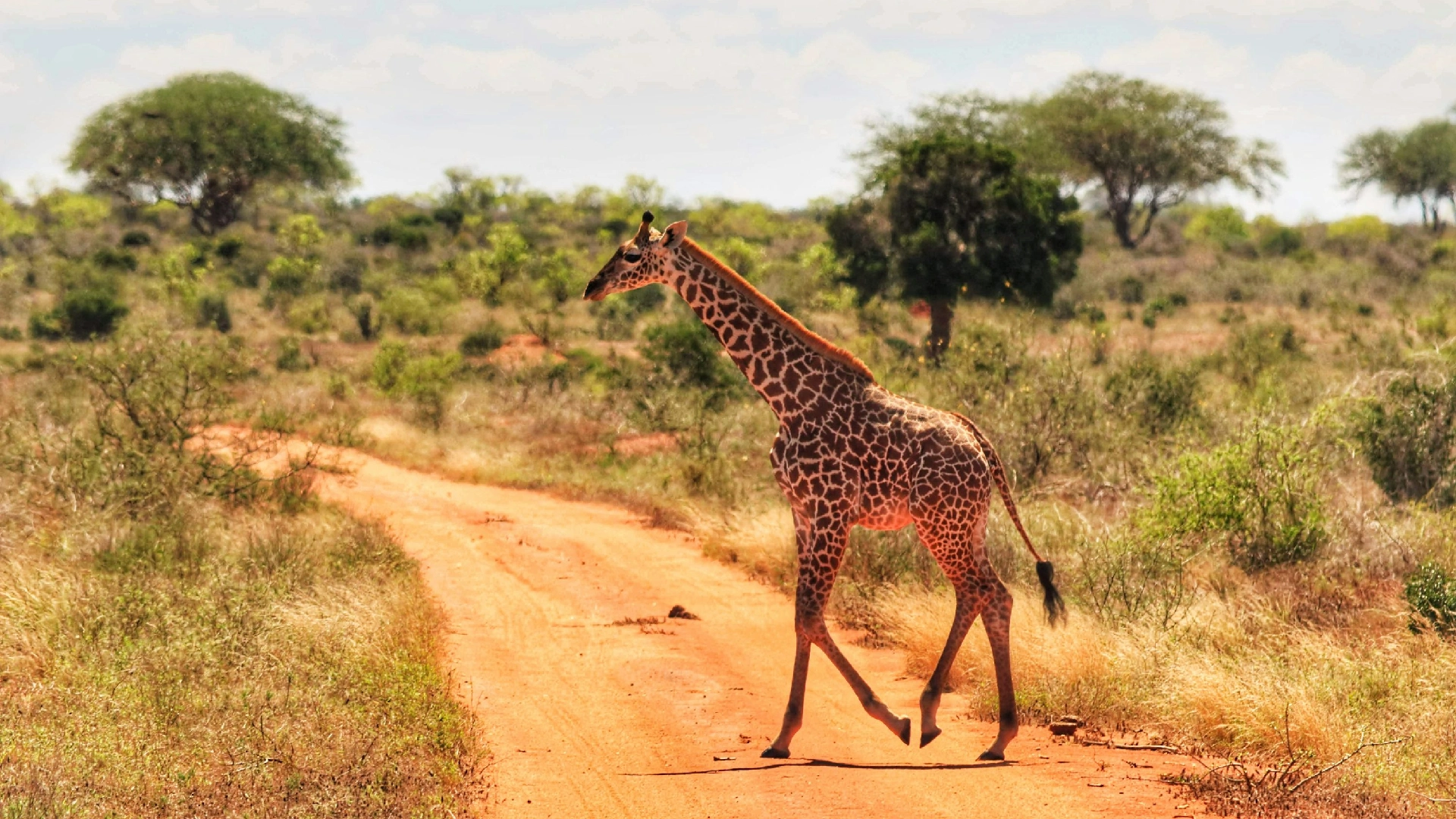 Tsavo East National Park Attractions
