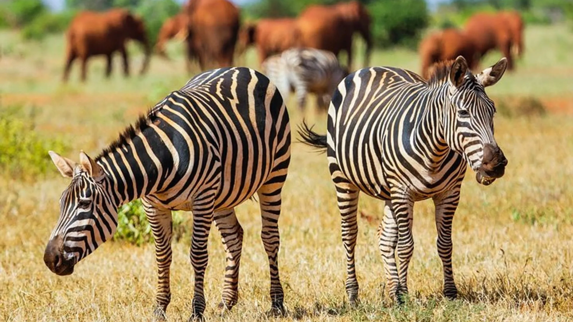 Tsavo East National Park Attractions