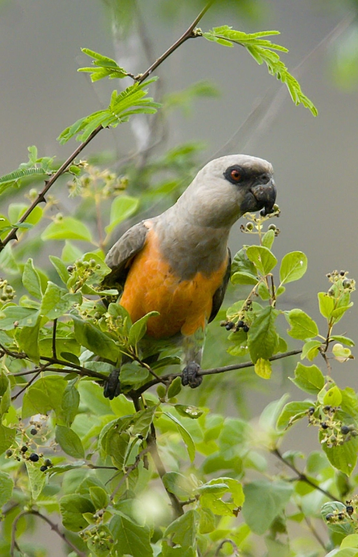 Tsavo East National Park Bird Watching Excursions