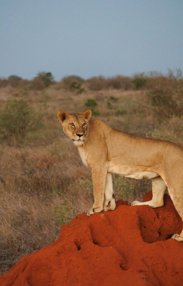 Tsavo East National Park Camel Riding Safari