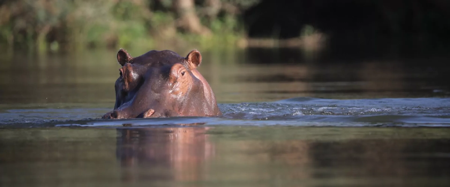 Tsavo West National Park Wildlife