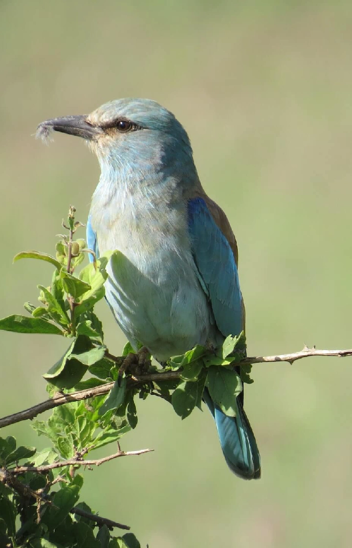 Tsavo West National Park Bird Watching at Lake Jipe