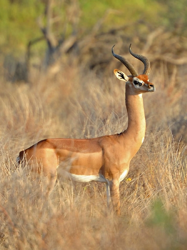 Tsavo West National Park Dry Season