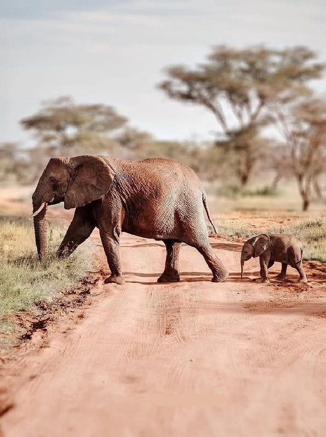 Tsavo West National Park Wet Season