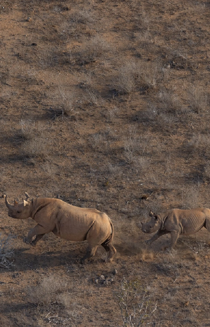 Tsavo West National Park Spot Black Rhinos at Ngulia Sanctuary