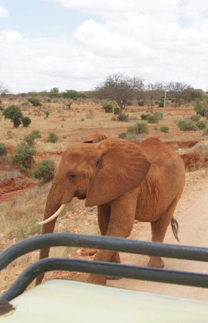 Tsavo West National Park Discover War History in the Bundu