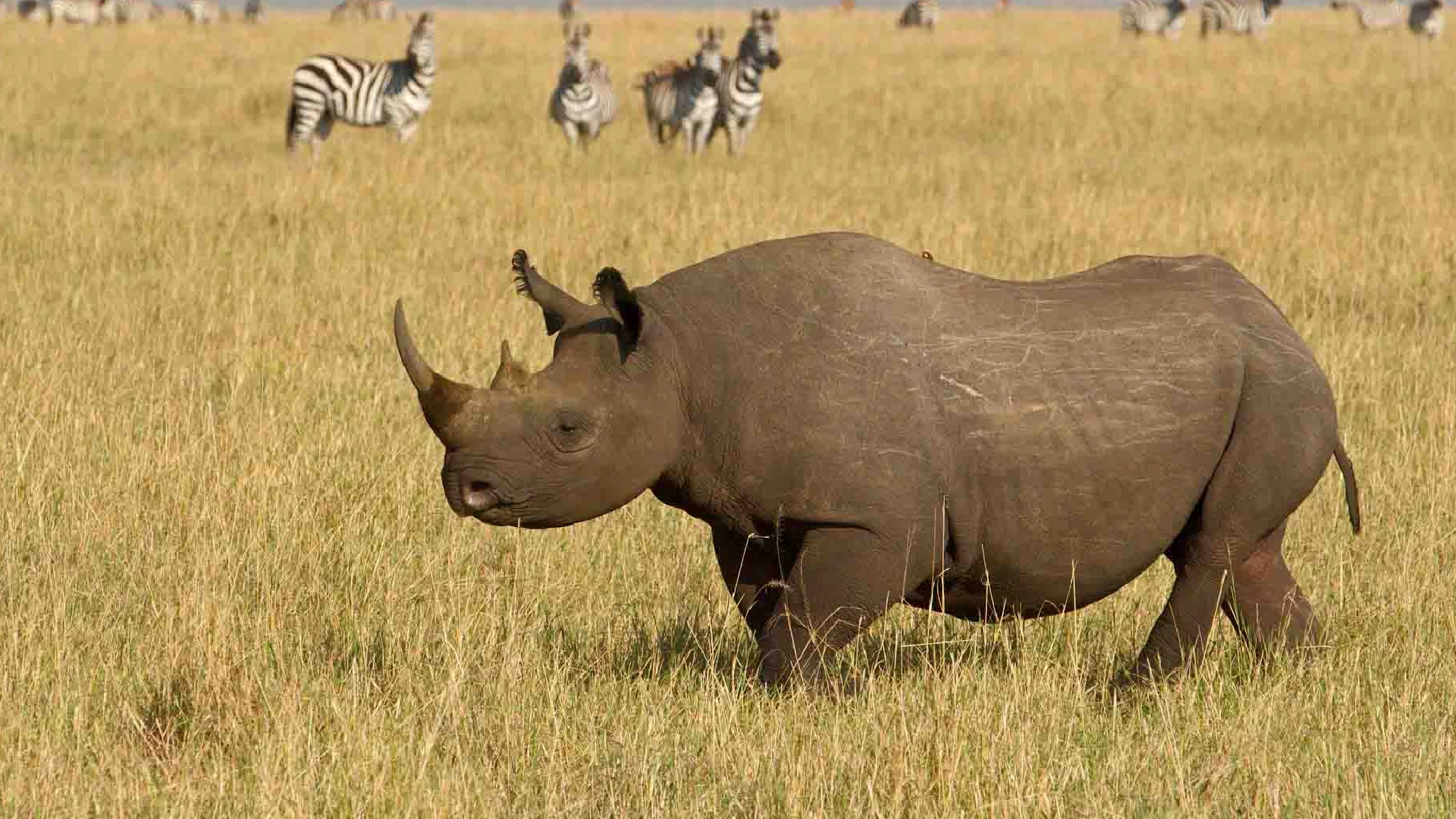 Tsavo West National Park Attractions