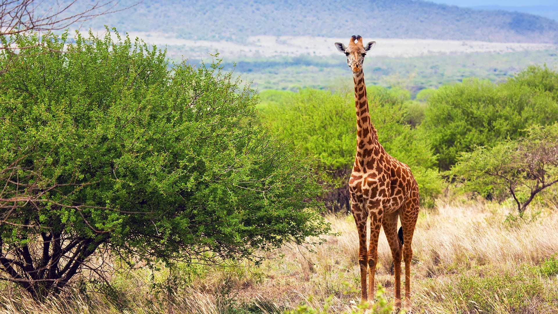 Tsavo West National Park Attractions
