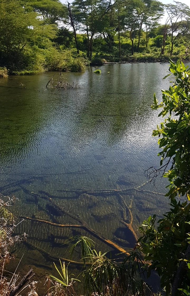 Tsavo West National Park  Visit Mzima Springs