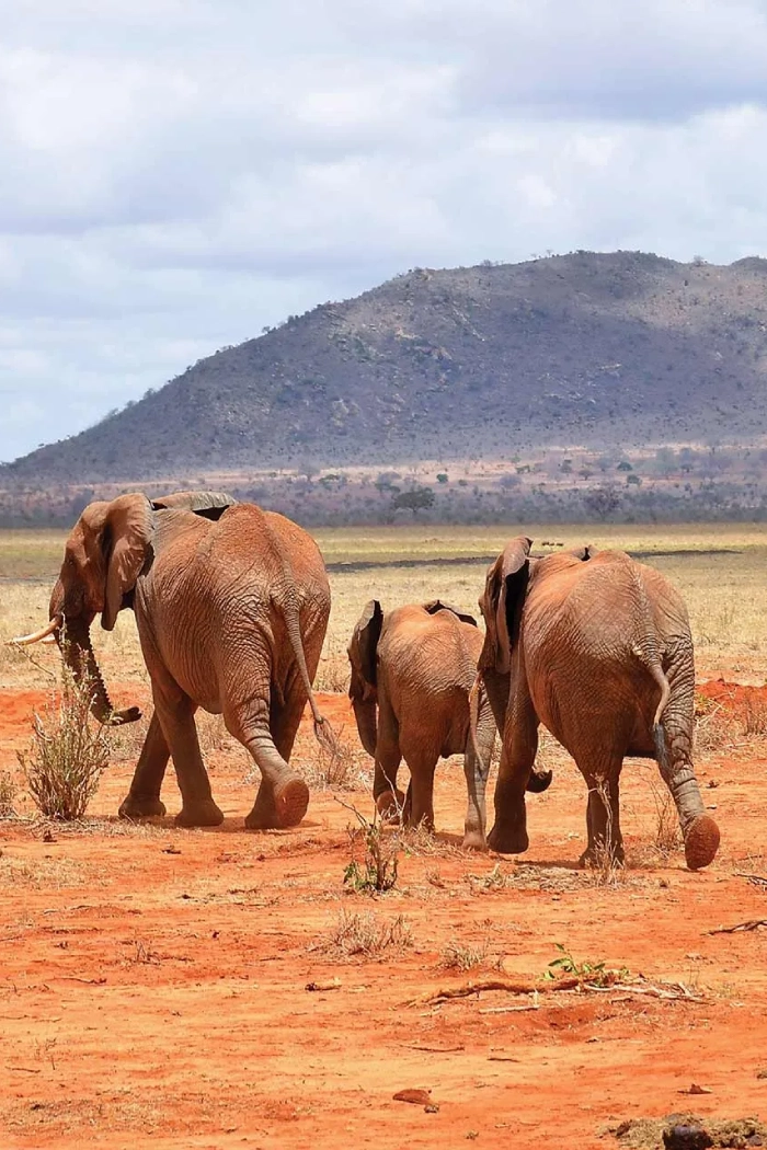 Kenya Destinations Tsavo West National Park