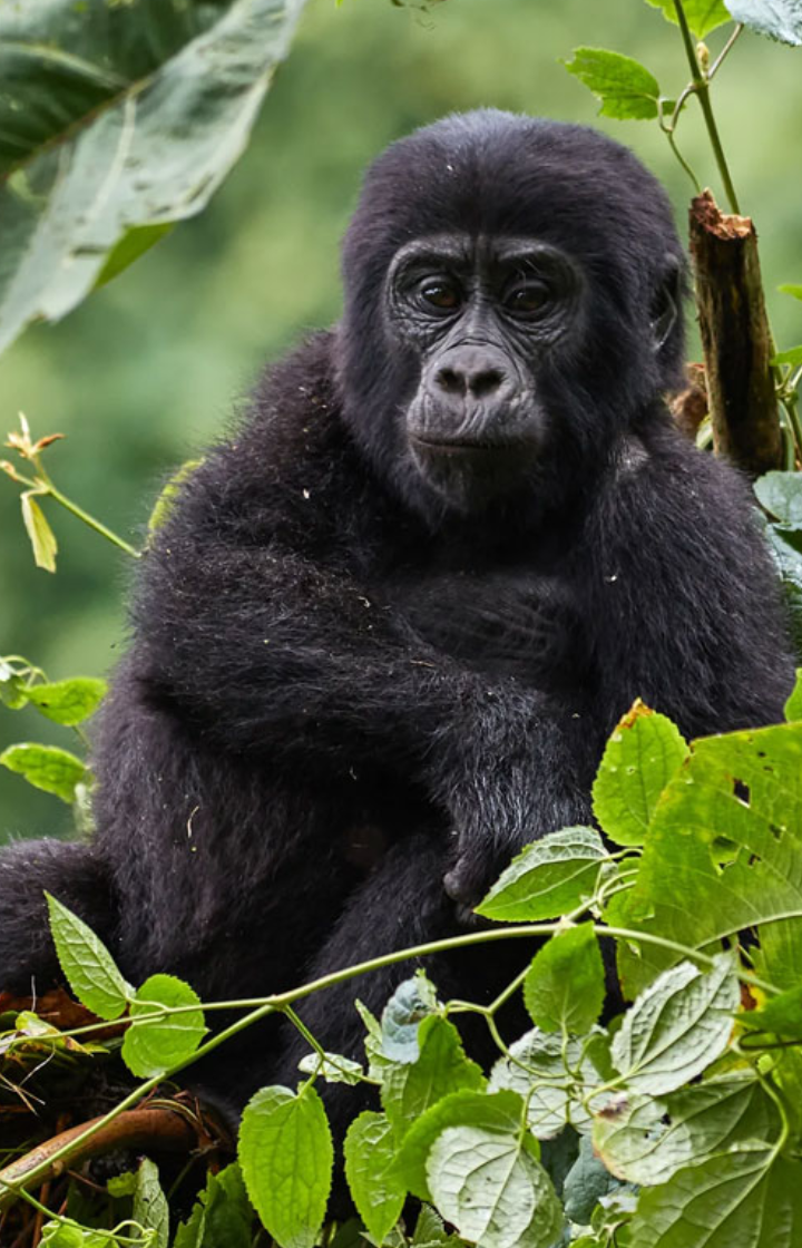 Uganda Destinations Wildlife