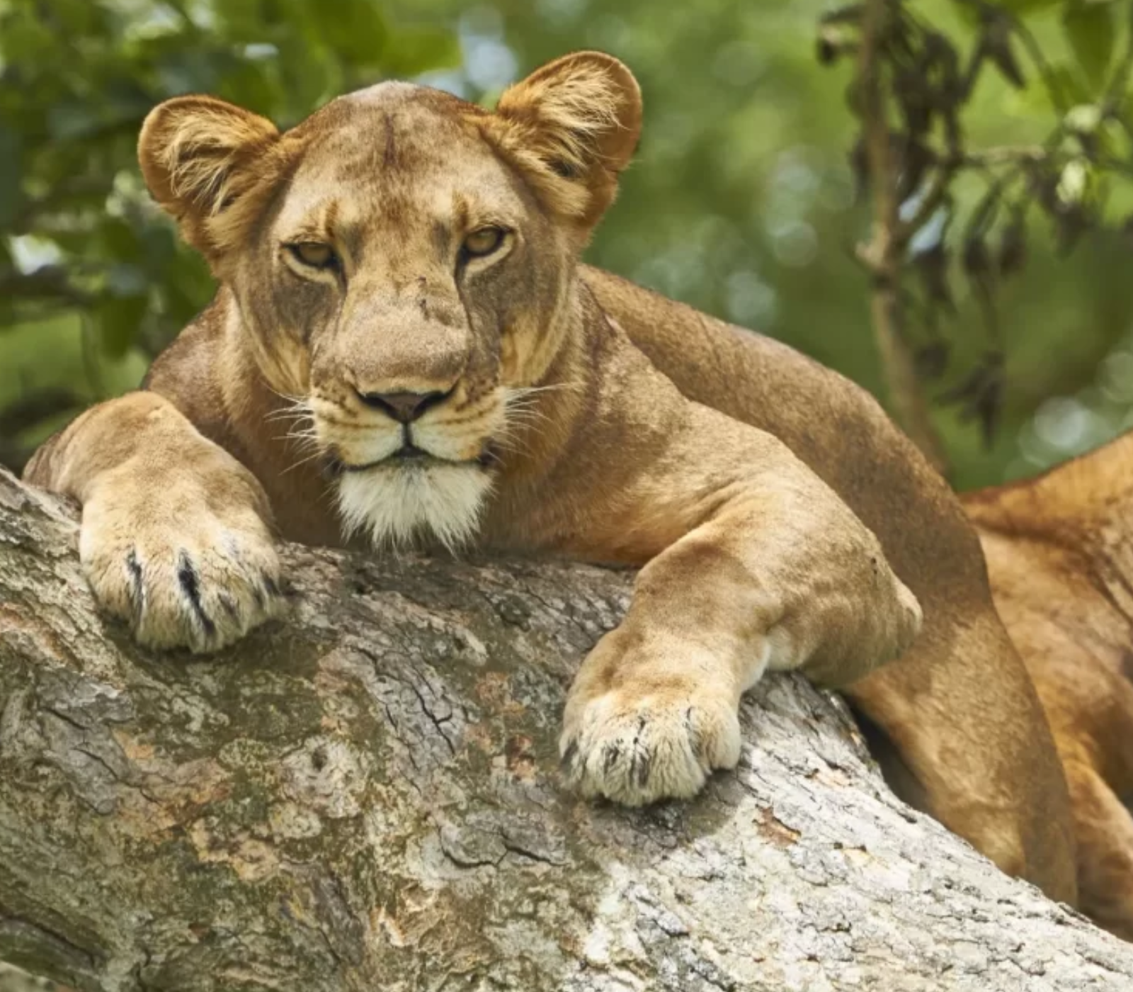 Uganda Destinations Attractions