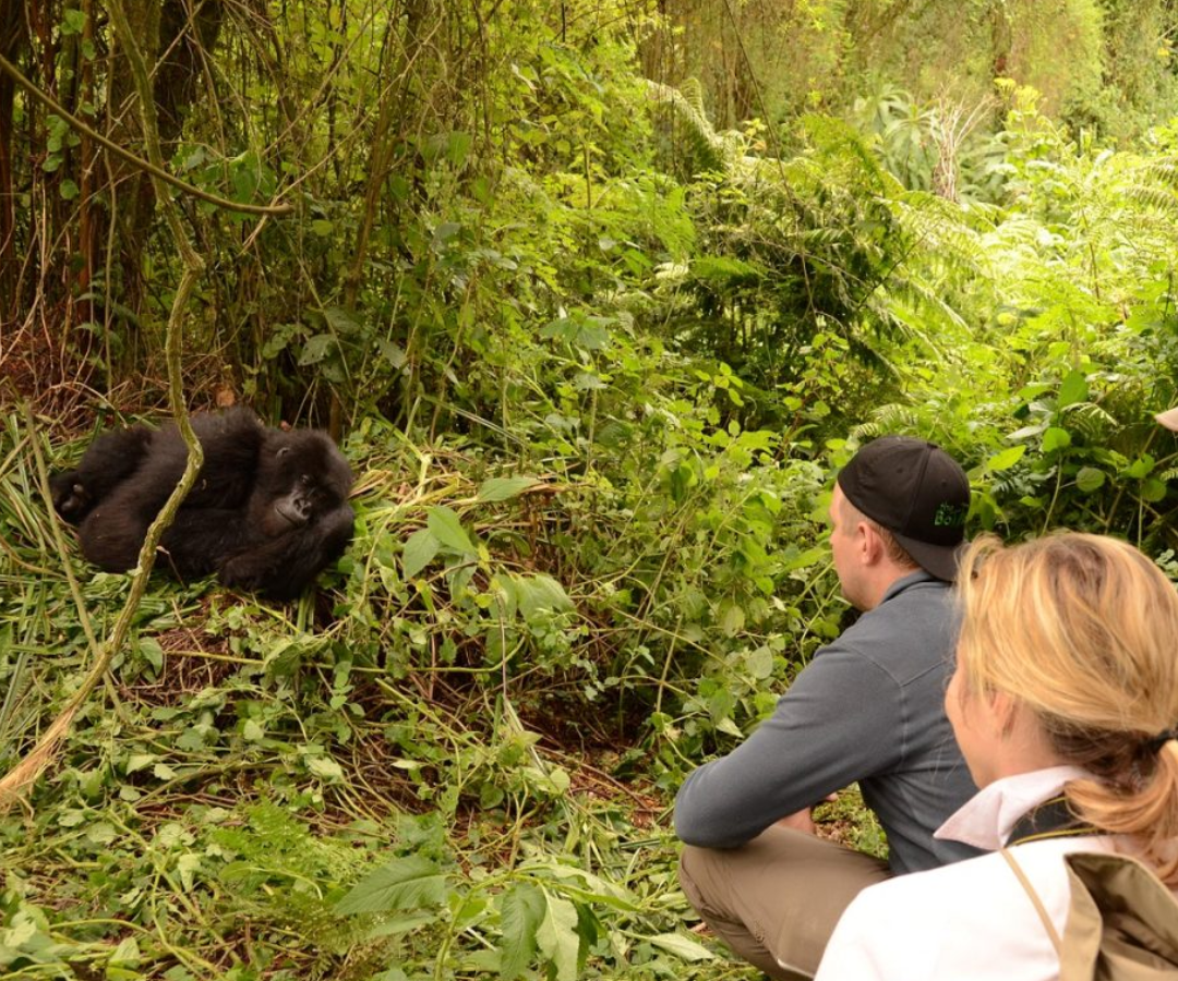 Uganda Safaris Gorilla Trekking