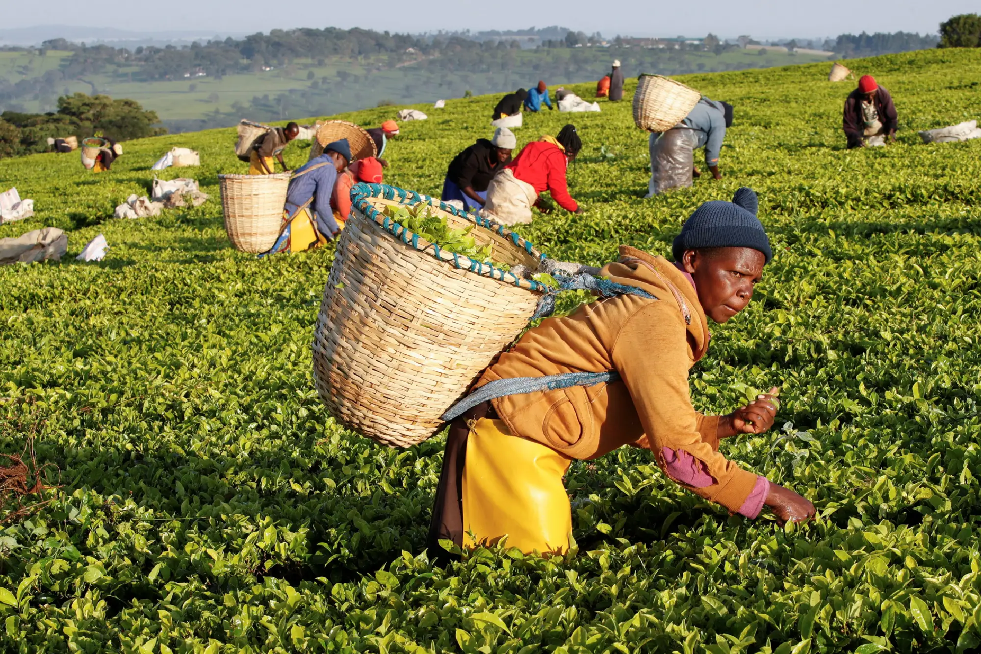 Visiting a Coffee Tours Farm