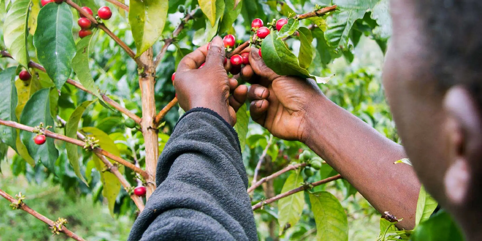 Visiting a Coffee Tours