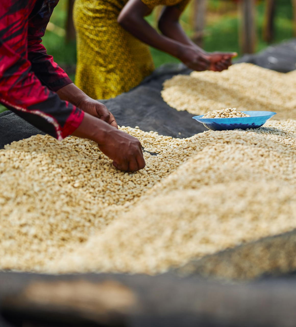 East Africa Safari Experience Visiting a Coffee Tour