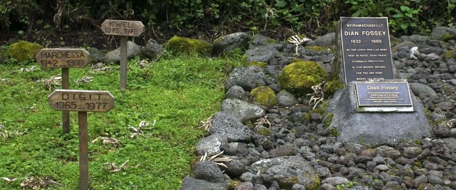 Volcanoes National Park Wildlife 
